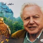 ATTENBOROUGH, (SIR) DAVID  (1926-   )